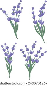 Conjunto de ramos de lavanda. Flores botánicas moradas. Colección de ramos de lavanda sobre fondo blanco.