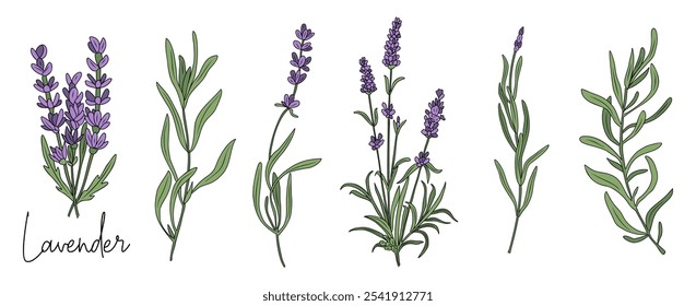 Set von Lavendel Blume farbige Umrisszeichnung. Handgezeichnet Modernes Design für Tattoo, Hochzeitseinladung, Logo, Karten, Verpackung. Trendy grüne Vektorgrafik einzeln auf weißem Hintergrund.