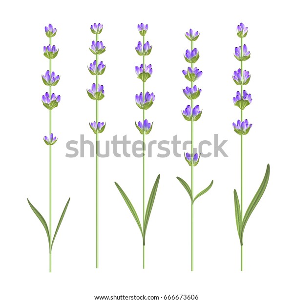 Set Lavender Flower Elements Vector Illustration Stock Vector (Royalty ...