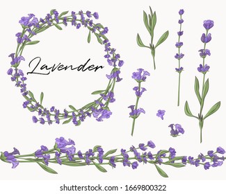 Set of lavender flower elements. Flower wreath. Collection of lavender flowers on a white background. Vector illustration bundle.