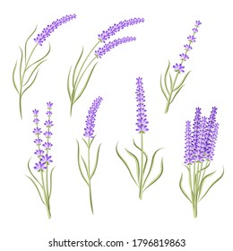 Set of lavender flower heb for healthcare or floral design isolated on white, stock vector illustration