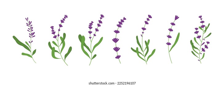 Set of lavender flower illustration