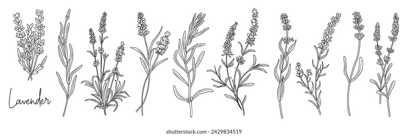 Conjunto de vector de dibujo de línea de flor de lavanda.