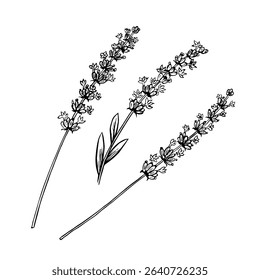 A set of lavender flowers. Black and white vector, hand-drawn graphic illustration. A design element for packaging, postcards, and labels. For banners, flyers and posters.