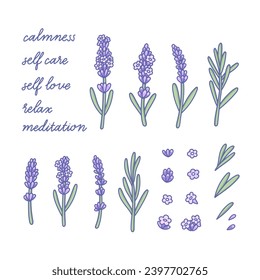 Set of Lavender flowers. Botanical drawing in Provence style with herb lavanda. Vector illustration. Text Floriography is the language of flowers lavender relax, meditation, self care, love, calmness