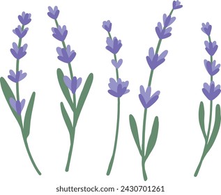 Conjunto de flores de lavanda. Ilustración botánica. Colección de flores de lavanda sobre un fondo blanco.

