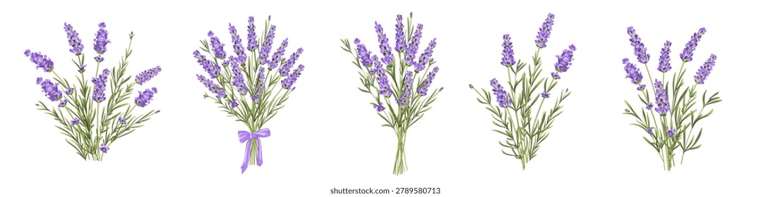 Set of lavender flowers bouquet elements. Collection of lavender flowers on a white background. Vector illustration bundle