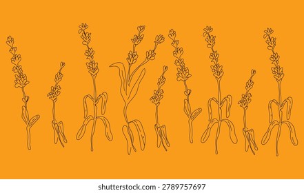 Set of lavender flowers and brances. Hand drawn botanical elements