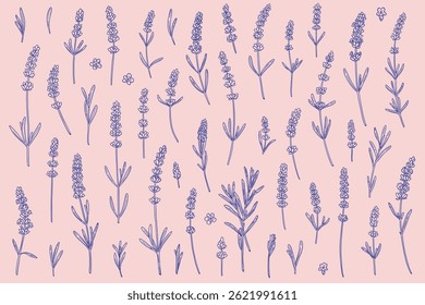 conjunto de flores de lavanda de diferentes formas em estilo linear