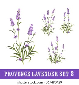 Set of lavender flowers elements