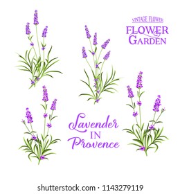 Set of lavender flowers elements. Botanical illustration. Collection of lavender flowers on a white background. Lavender hand drawn. Lavender flowers isolated on white background.