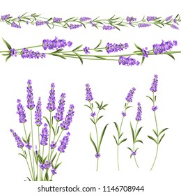 Set of lavender flowers elements. Botanical illustration. Collection of lavender flowers on a white background. Vector illustration bundle.