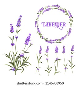 Set of lavender flowers elements. Botanical illustration. Collection of lavender flowers on a white background. Lavender hand drawn. Lavender flowers isolated on white background.