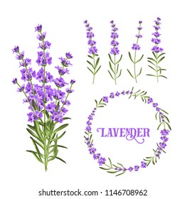 Set of lavender flowers elements. Botanical illustration. Collection of lavender flowers on a white background. Vector illustration bundle.