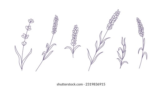 Conjunto de elementos de flores de lavanda. Ilustración botánica. Colección de flores de lavanda sobre un fondo blanco. Conjunto de ilustraciones vectoriales.