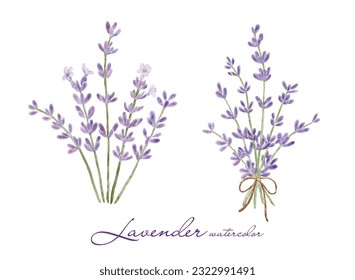 Set of lavender flowers elements, botanical illustration collection of lavender flowers on a white background. Vector is suitable for your decoration design.