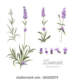 Set of lavender flowers elements. Botanical illustration. Collection of lavender flowers on a white background. Vector illustration bundle.