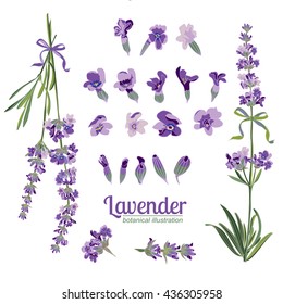 Set Lavender flowers elements. Botanical illustrations are drawn by hand