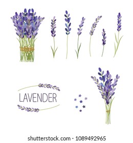 Set of lavender flowers elements. Collection of lavender flowers on a white background.