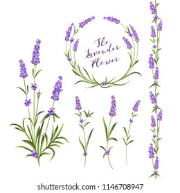 Set of lavender flowers elements. Collection of lavender wreaths, bouquets and branches on a white background. Vector Botanical illustration bundle.