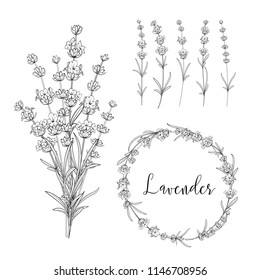 Set of lavender flowers elements. Collection of lavender wreaths, bouquets and branches on a white background. Vector Botanical illustration bundle.