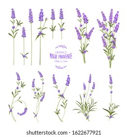 Set of lavender flowers elements. Collection of lavender flowers on a white background. Vector illustration bundle.