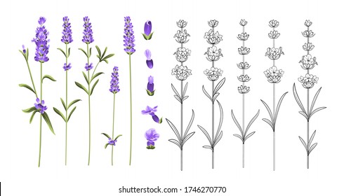 Set of lavender flowers elements. Collection of lavender flowers on a white background. Vector illustration bundle.