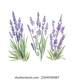 Conjunto de elementos de flores de lavanda. Colección de flores de lavanda sobre un fondo blanco. Conjunto de ilustraciones vectoriales.