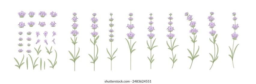 Conjunto de Elementos de flores de lavanda. Colección de flores de lavanda sobre fondo blanco. Paquete de Ilustración vectorial.