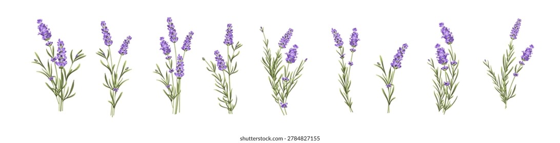 Set of lavender flowers elements. Collection of lavender flowers on a white background. Vector illustration bundle.