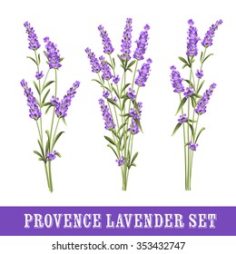 Set of lavender flowers elements. Collection of lavender flowers on a white background. Vector illustration bundle.