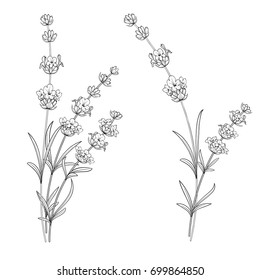 Set of lavender flowers elements. Collection of lavender flowers on a white background. Vector illustration bundle.