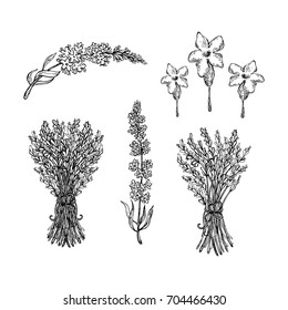 Set of lavender flowers elements. Collection of lavender flowers on a white background. Vector illustration bundle isolated. Herbal. Blossom, bouquet, flower collection lavender.