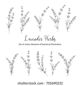 Set of lavender flowers elements. Collection of lavender flowers on a white background. Vector illustration bundle.