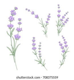 Set of lavender flowers elements. Collection of lavendula on a white background. Vintage set of lavender flowers elements. Lavender hand drawn. Vector illustration bundle.