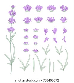 Set of lavender flowers elements. Collection of lavendula on a white background. Vintage set of lavender flowers elements. Lavender hand drawn. Vector illustration bundle.