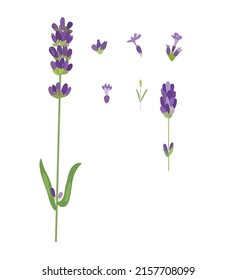 Flores de lavanda. Ilustración dibujada a mano.