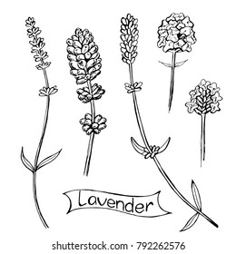 Set of lavender flowers isolated on white background. Botanical drawing. Vector illustration. Template for greeting card, postcard, prints.