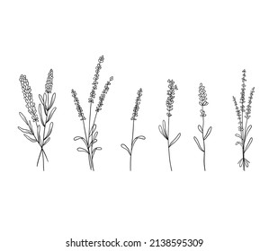 Set of lavender flowers in line style. Collection of wildflower plants and bouquet of lavender branches. Vector illustration isolated on white background