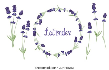 A set of lavender flowers on a white background. Cartoon design.
