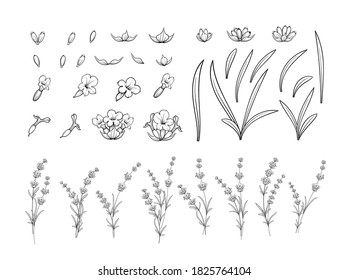 Set of lavender flowers outline elements