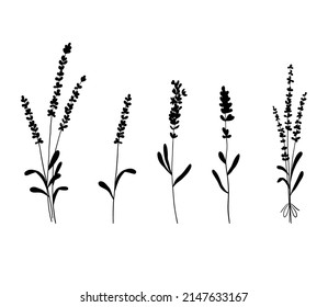 Set of lavender flowers silhouette. Collection of wildflower plants and bouquet of lavender branches. Vector illustration isolated on white background