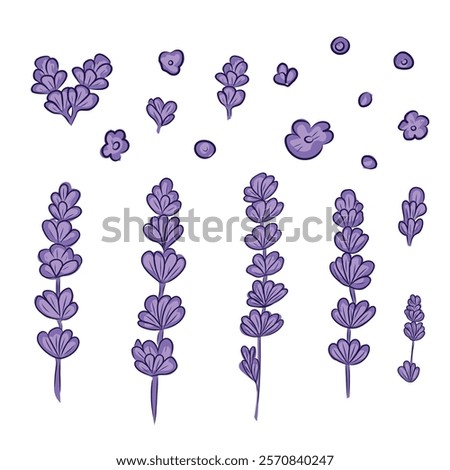 Set Lavender, flowers, smell, branches, purple, vector