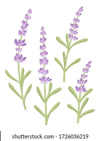 Set of lavender flowers summer herbal natural bouquet flat vector illustration isolated on white background