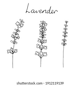 Set of lavender flowers, vector illustration, hand drawing