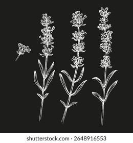 Conjunto de ilustrações de esboço de erva lavanda. Desenho de contorno de planta natural em estilo de gravação. Culinária, bem-estar, jardim, aromaterapia. Clipart de vetor floral desenhado à mão