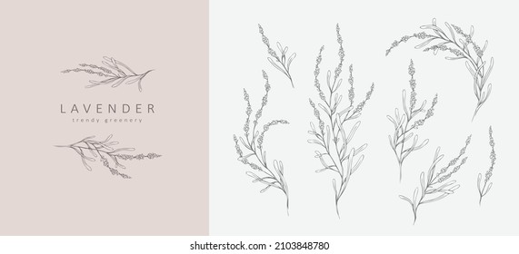 Set of Lavender logo and branch. Hand drawn wedding herb, plant and monogram with elegant leaves for invitation save the date card design. Botanical