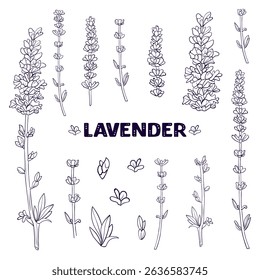 set lavender spring wild flowers black and white line. collection outline flower provence drawn in vector by hand on white isolated background