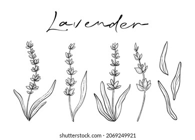 Conjunto de tallos de lavanda, ilustración de vector monocromo dibujada a mano