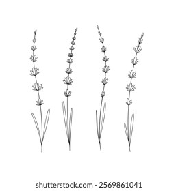 A set of lavender twigs, botanical illustration, hand-drawn with a line, isolated on a white background, vector. Floral is a beautiful element for decoration, labels, decoration. Outline of a flower 